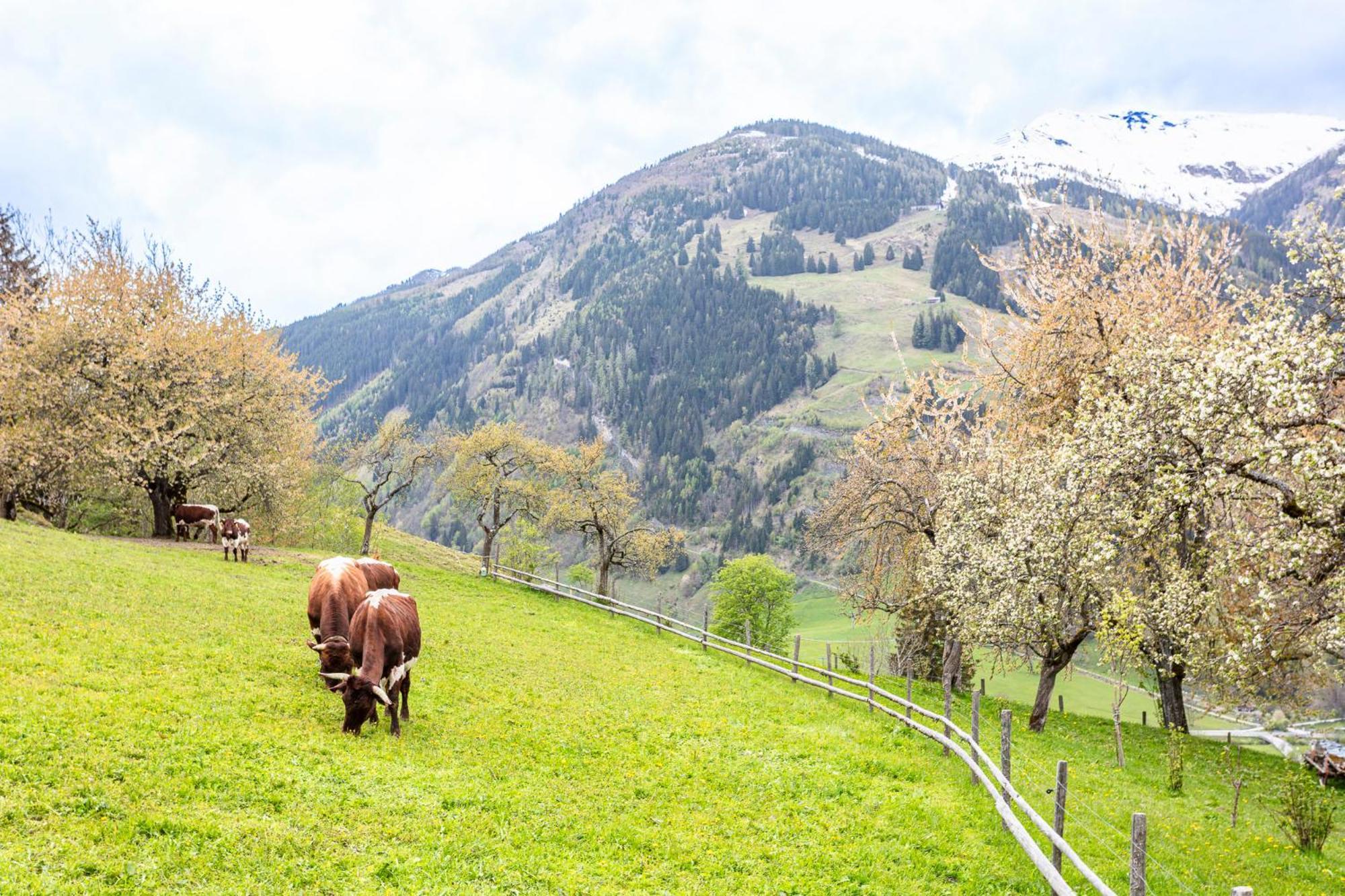 Apartmán Langrieshof Rauris Exteriér fotografie